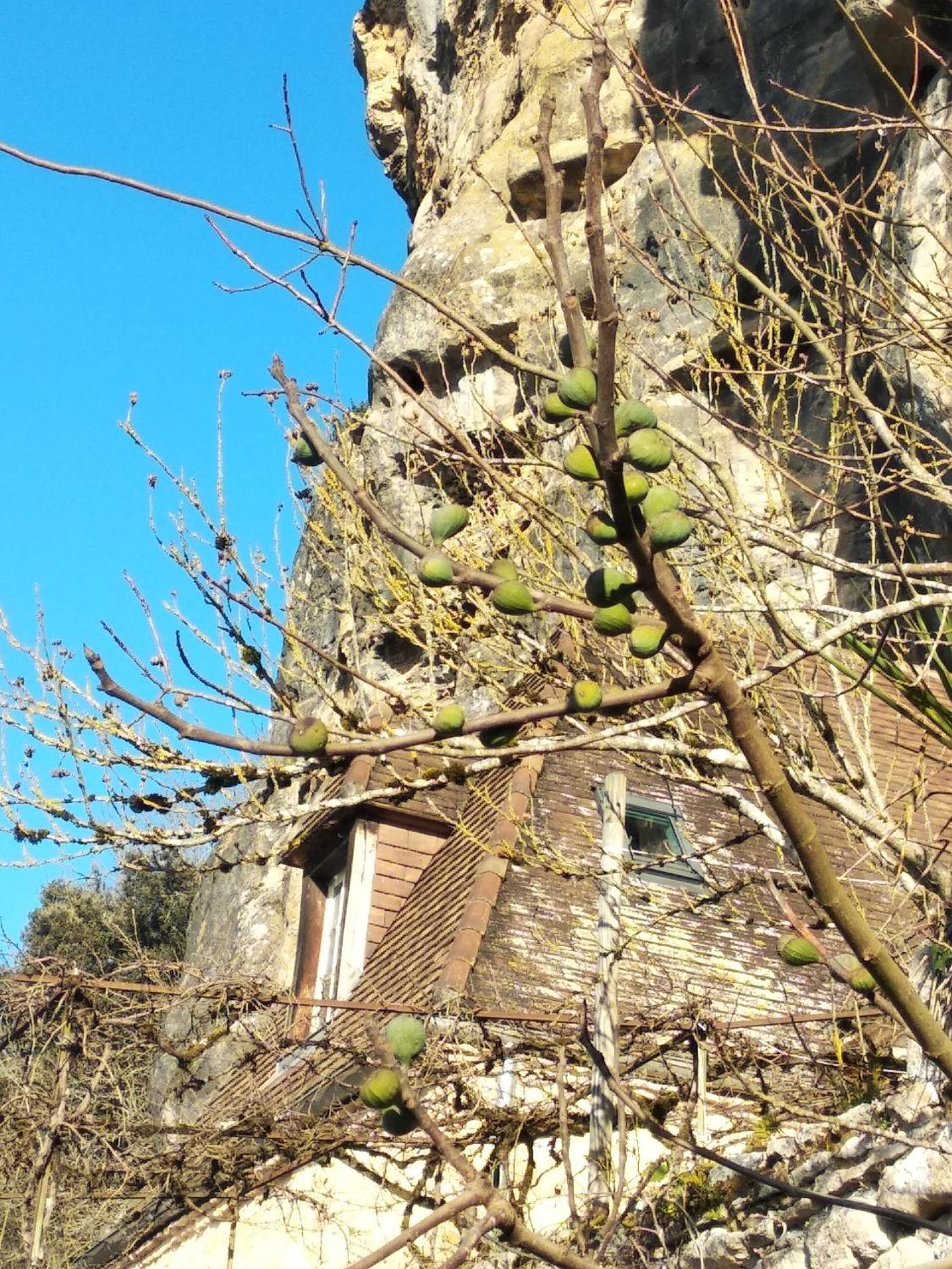 Maison Les Glycines 라로크가지악 외부 사진